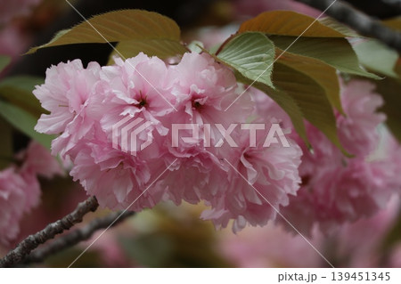 花咲き誇る大阪造幣局の桜の通り抜け 139451345