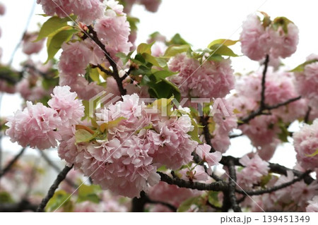 花咲き誇る大阪造幣局の桜の通り抜け 花咲き誇る大阪造幣局の桜の通り抜け 139451349