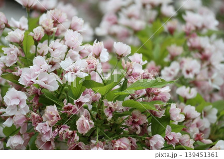 花咲き誇る大阪造幣局の桜の通り抜け 花咲き誇る大阪造幣局の桜の通り抜け 139451361