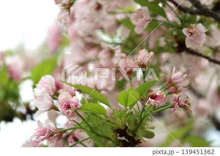 花咲き誇る大阪造幣局の桜の通り抜け 花咲き誇る大阪造幣局の桜の通り抜け 139451362