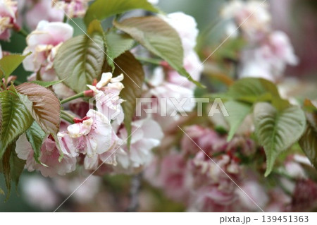 花咲き誇る大阪造幣局の桜の通り抜け 花咲き誇る大阪造幣局の桜の通り抜け 139451363