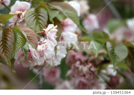 花咲き誇る大阪造幣局の桜の通り抜け 139451364