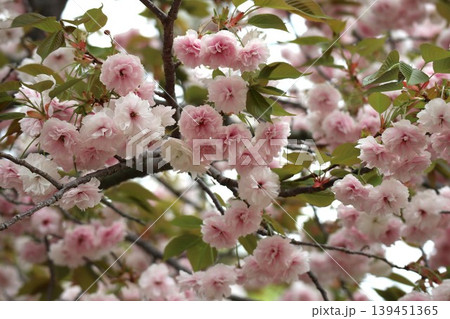 花咲き誇る大阪造幣局の桜の通り抜け 花咲き誇る大阪造幣局の桜の通り抜け 139451365