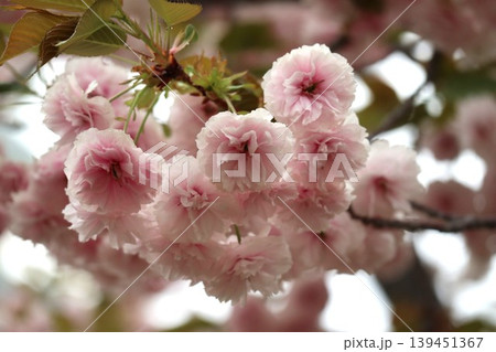 花咲き誇る大阪造幣局の桜の通り抜け 139451367