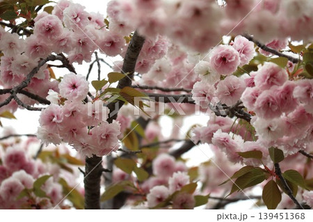 花咲き誇る大阪造幣局の桜の通り抜け 139451368
