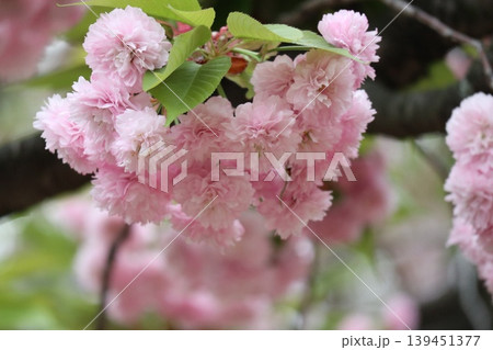 花咲き誇る大阪造幣局の桜の通り抜け 花咲き誇る大阪造幣局の桜の通り抜け 139451377
