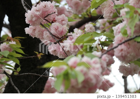 花咲き誇る大阪造幣局の桜の通り抜け 花咲き誇る大阪造幣局の桜の通り抜け 139451383