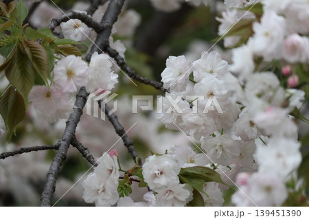 花咲き誇る大阪造幣局の桜の通り抜け 139451390