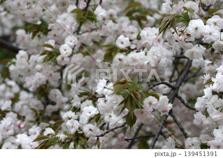 花咲き誇る大阪造幣局の桜の通り抜け 139451391