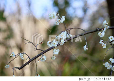 可愛い 梅の花 白梅 玉咢枝垂 可愛い 梅の花 白梅 玉咢枝垂 139451532