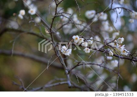 可愛い　梅の花　白梅　玉咢枝垂 139451533