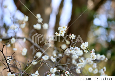 可愛い 梅の花 白梅 玉咢枝垂 可愛い 梅の花 白梅 玉咢枝垂 139451534