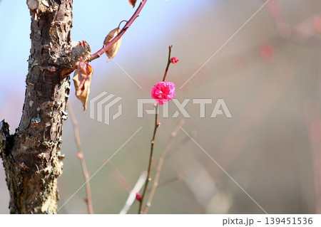 可愛い 梅の花 紅梅 可愛い 梅の花 紅梅 139451536