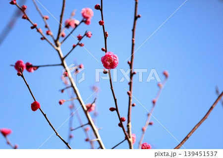 可愛い 梅の花 紅梅 可愛い 梅の花 紅梅 139451537