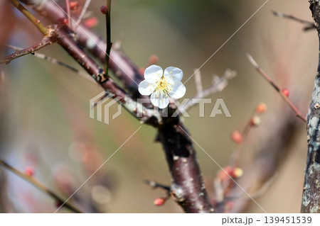 可愛い 梅の花 白梅 可愛い 梅の花 白梅 139451539