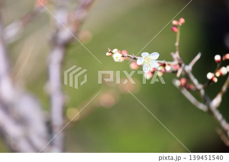 可愛い　梅の花　白梅 139451540