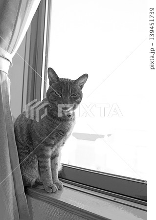 スケッチ風 猫 ネコ ねこ キジトラ グレー 雌 メス 雌ねこ 雌ネコ 元気 かわいい 癒し スケッチ風 猫 ネコ ねこ キジトラ グレー 雌 メス 雌ねこ 雌ネコ 元気 かわいい 癒し 139451739