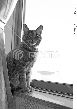 スケッチ風 猫 ネコ ねこ キジトラ グレー 雌 メス 雌ねこ 雌ネコ 元気 かわいい 癒し 139451765