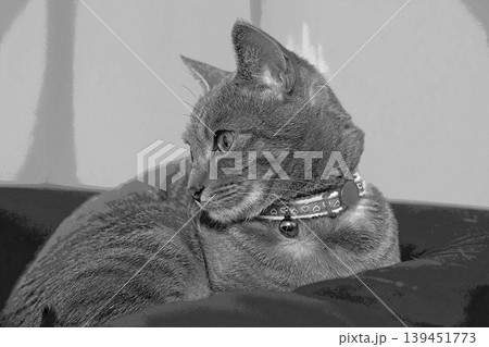 スケッチ風 猫 ネコ ねこ キジトラ グレー 雌 メス 雌ねこ 雌ネコ 元気 かわいい 癒し 139451773