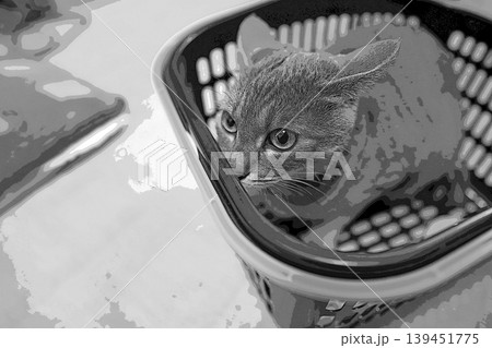 スケッチ風 猫 ネコ ねこ キジトラ グレー 雌 メス 雌ねこ 雌ネコ 元気 かわいい 癒し 139451775