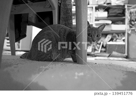 スケッチ風 猫 ネコ ねこ キジトラ グレー 雌 メス 雌ねこ 雌ネコ 元気 かわいい 癒し スケッチ風 猫 ネコ ねこ キジトラ グレー 雌 メス 雌ねこ 雌ネコ 元気 かわいい 癒し 139451776