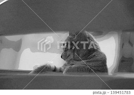 スケッチ風 猫 ネコ ねこ キジトラ グレー 雌 メス 雌ねこ 雌ネコ 元気 かわいい 癒し 139451783