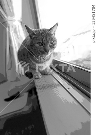スケッチ風 猫 ネコ ねこ キジトラ グレー 雌 メス 雌ねこ 雌ネコ 元気 かわいい 癒し 139451784