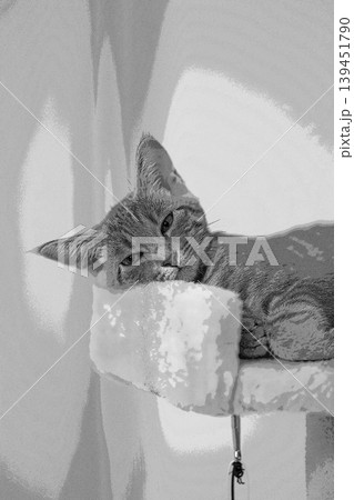 スケッチ風 猫 ネコ ねこ キジトラ グレー 雌 メス 雌ねこ 雌ネコ 元気 かわいい 癒し スケッチ風 猫 ネコ ねこ キジトラ グレー 雌 メス 雌ねこ 雌ネコ 元気 かわいい 癒し 139451790