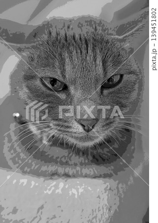 スケッチ風 猫 ネコ ねこ キジトラ グレー 雌 メス 雌ねこ 雌ネコ 元気 かわいい 癒し スケッチ風 猫 ネコ ねこ キジトラ グレー 雌 メス 雌ねこ 雌ネコ 元気 かわいい 癒し 139451802