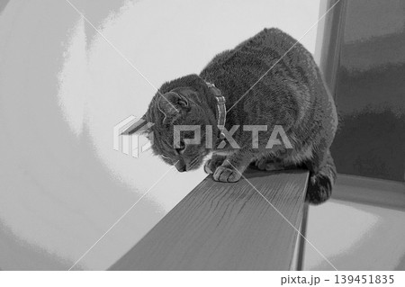 スケッチ風 猫 ネコ ねこ キジトラ グレー 雌 メス 雌ねこ 雌ネコ 元気 かわいい 癒し スケッチ風 猫 ネコ ねこ キジトラ グレー 雌 メス 雌ねこ 雌ネコ 元気 かわいい 癒し 139451835