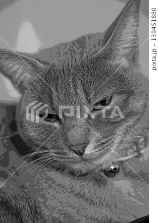 スケッチ風 猫 ネコ ねこ キジトラ グレー 雌 メス 雌ねこ 雌ネコ 元気 かわいい 癒し 139451880