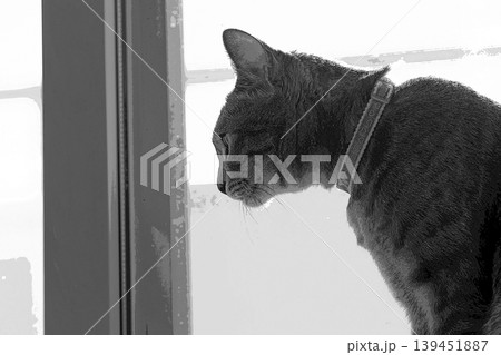 スケッチ風 猫 ネコ ねこ キジトラ グレー 雌 メス 雌ねこ 雌ネコ 元気 かわいい 癒し 139451887
