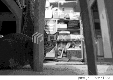 スケッチ風 猫 ネコ ねこ キジトラ グレー 雌 メス 雌ねこ 雌ネコ 元気 かわいい 癒し 139451888