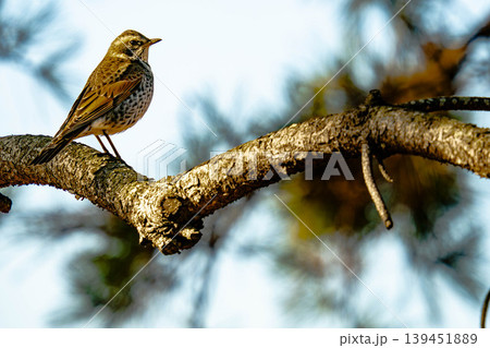 木の枝で休む野鳥のツグミと美しい背景ボケ 木の枝で休む野鳥のツグミと美しい背景ボケ 139451889