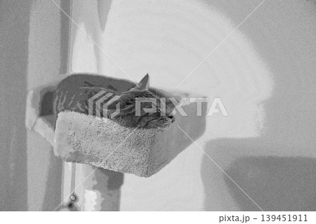 スケッチ風 猫 ネコ ねこ キジトラ グレー 雌 メス 雌ねこ 雌ネコ 元気 かわいい 癒し 139451911