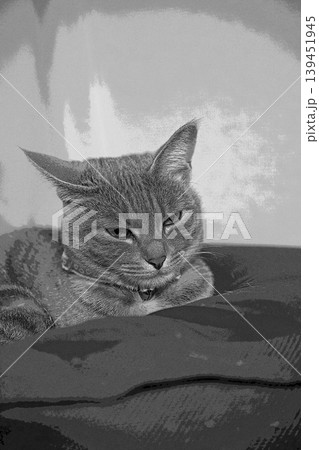 スケッチ風 猫 ネコ ねこ キジトラ グレー 雌 メス 雌ねこ 雌ネコ 元気 かわいい 癒し 139451945