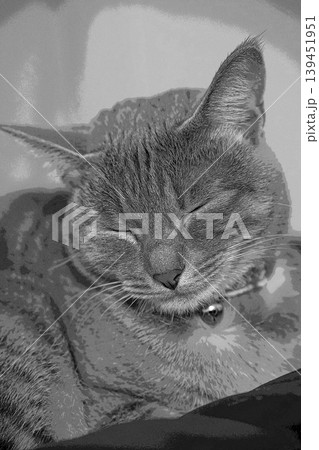 スケッチ風 猫 ネコ ねこ キジトラ グレー 雌 メス 雌ねこ 雌ネコ 元気 かわいい 癒し 139451951