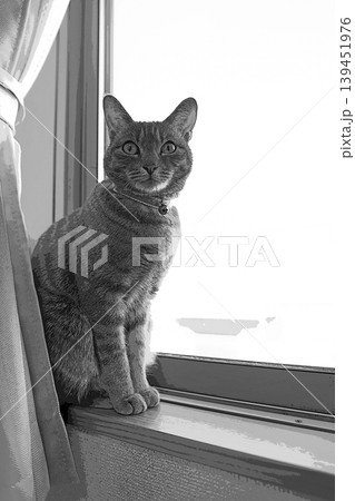 スケッチ風 猫 ネコ ねこ キジトラ グレー 雌 メス 雌ねこ 雌ネコ 元気 かわいい 癒し 139451976