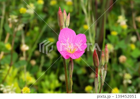 春～夏の野の花：ユウーゲシヨウ：川辺のピンクの花 139452051