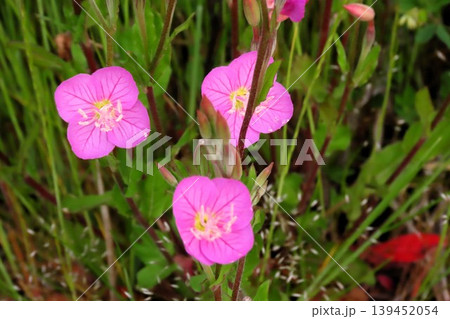 春~夏の野の花:ユウーゲシヨウ:川辺のピンクの花 春~夏の野の花:ユウーゲシヨウ:川辺のピンクの花 139452054