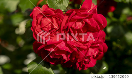 rose rose 139452099