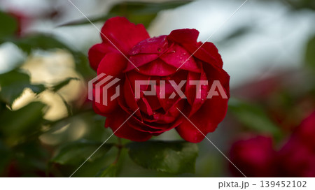rose 139452102