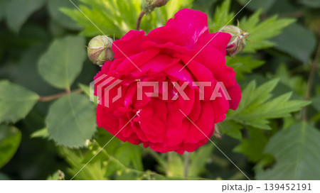 rose 139452191