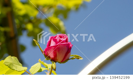 rose 139452199