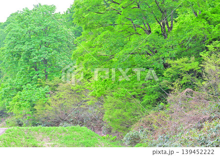 当間高原の麓 新緑の風景 新潟県十日町市 当間高原の麓 新緑の風景 新潟県十日町市 139452222