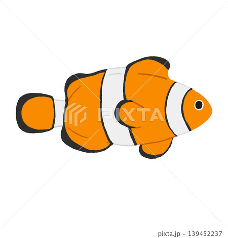 カクレクマノミ カクレクマノミ 139452237