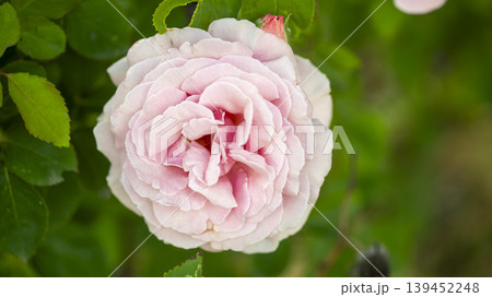 rose rose 139452248