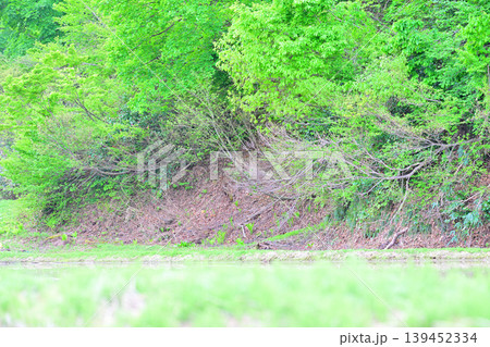当間高原の麓 棚田の新緑の風景 新潟県十日町市 当間高原の麓 棚田の新緑の風景 新潟県十日町市 139452334