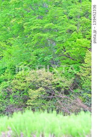 当間高原の麓 棚田の新緑の風景 新潟県十日町市 当間高原の麓 棚田の新緑の風景 新潟県十日町市 139452336