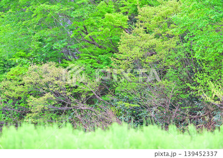 当間高原の麓 棚田の新緑の風景 新潟県十日町市 当間高原の麓 棚田の新緑の風景 新潟県十日町市 139452337